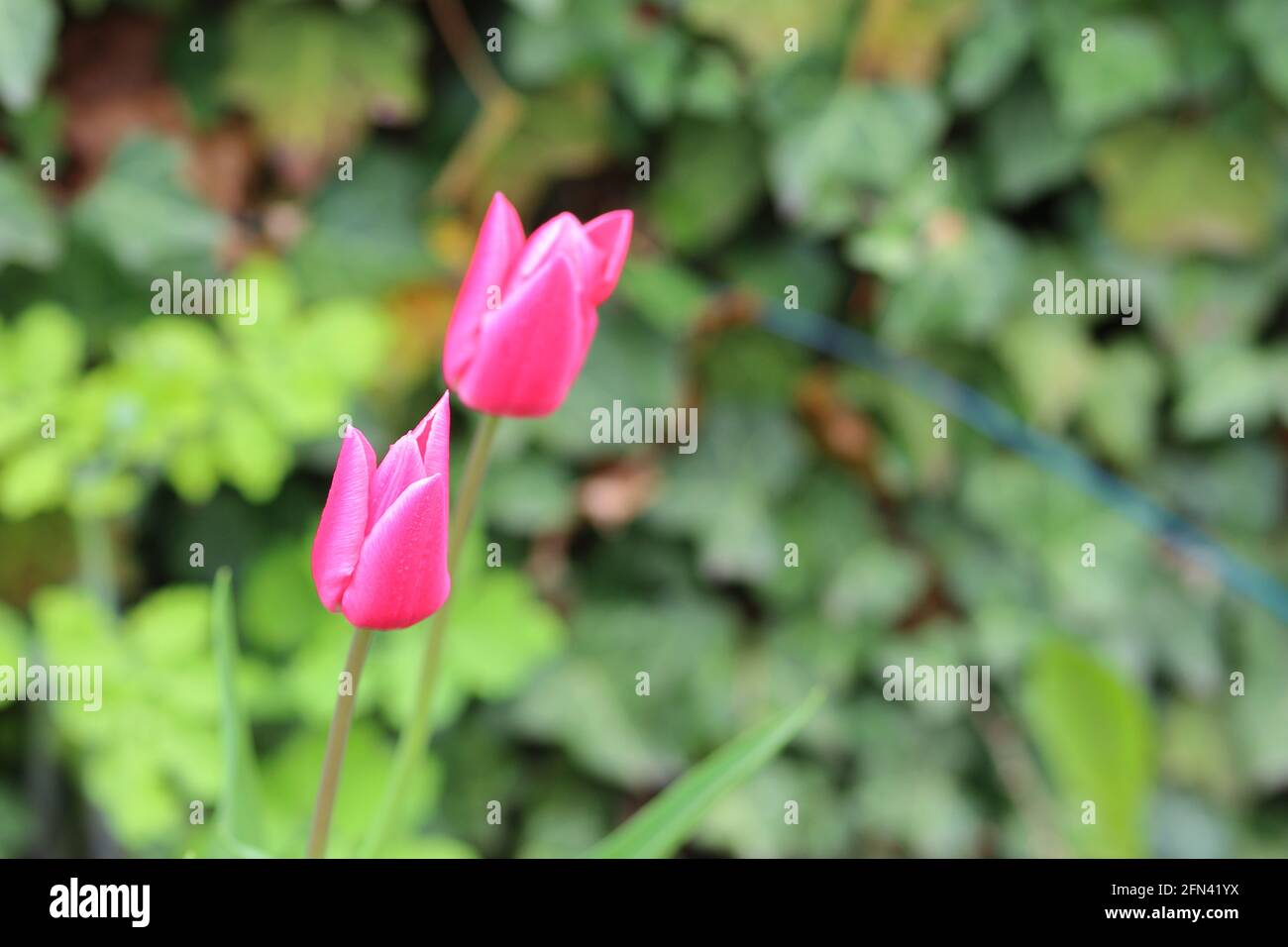 close up of a tulip flower Stock Photo