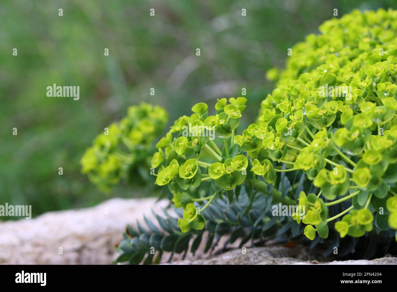 close up of blooming spurge flower in a garden Stock Photo