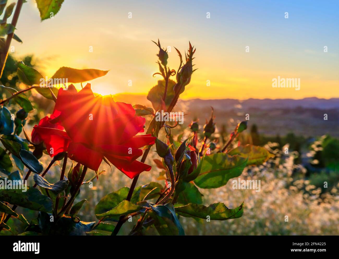Close view of a silhouette of a blooming red rose with sun flare 