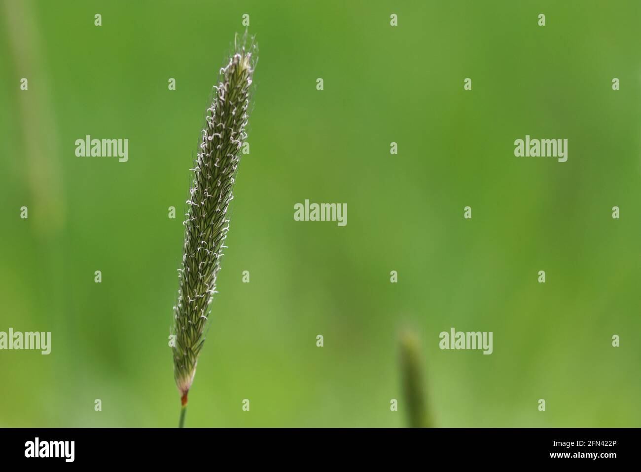 close up of seeds on grass Stock Photo