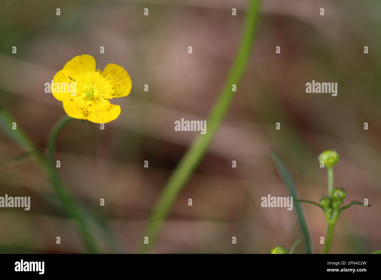 close up of blooming buttercup Stock Photo