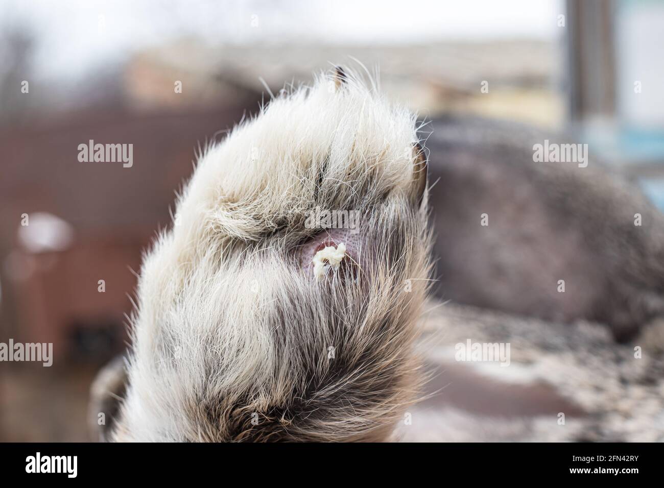 Inflamed Dermatitis High Resolution Stock Photography and Images - Alamy