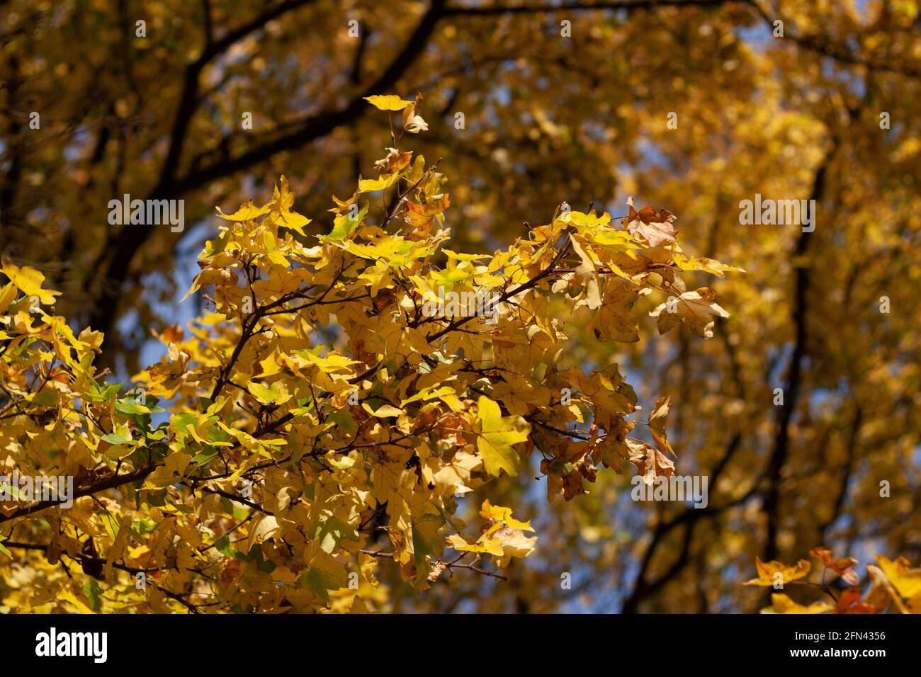 The tree branches with yellow autumn leaves Stock Photo - Alamy