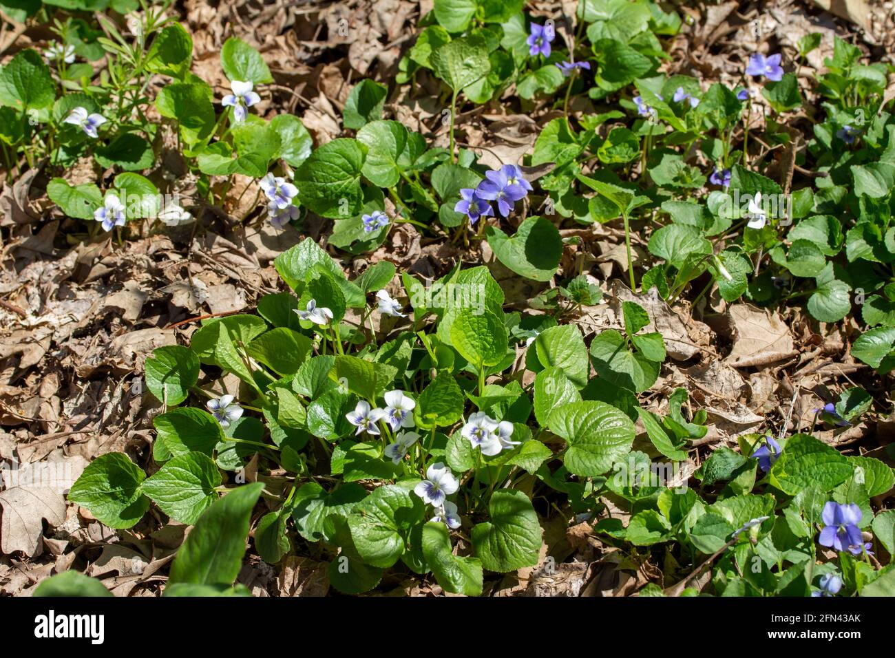 This image show a close-up texture background of common blue violets wildflowers (viola sororia) and woodland white violets wildflowers (viola blanda) Stock Photo