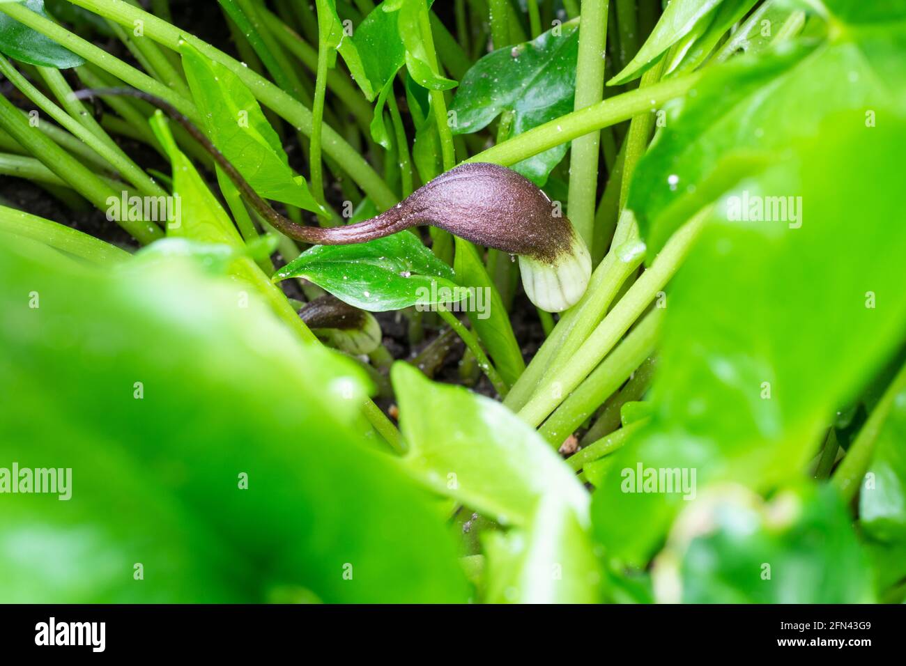 Arisarum proboscideum, Mouse plant Stock Photo Alamy