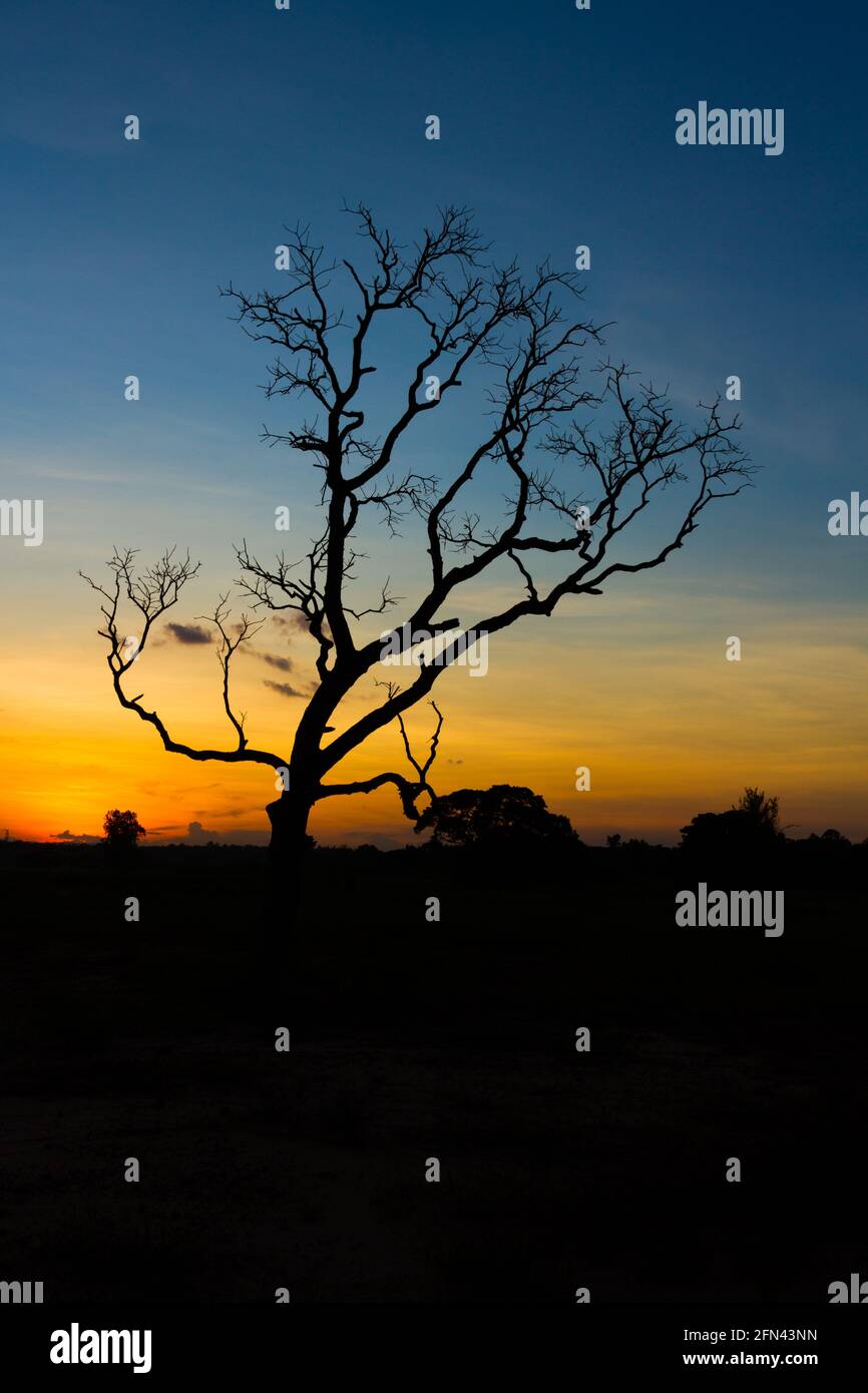 Big tree silhouette sunset sky background Stock Photo - Alamy