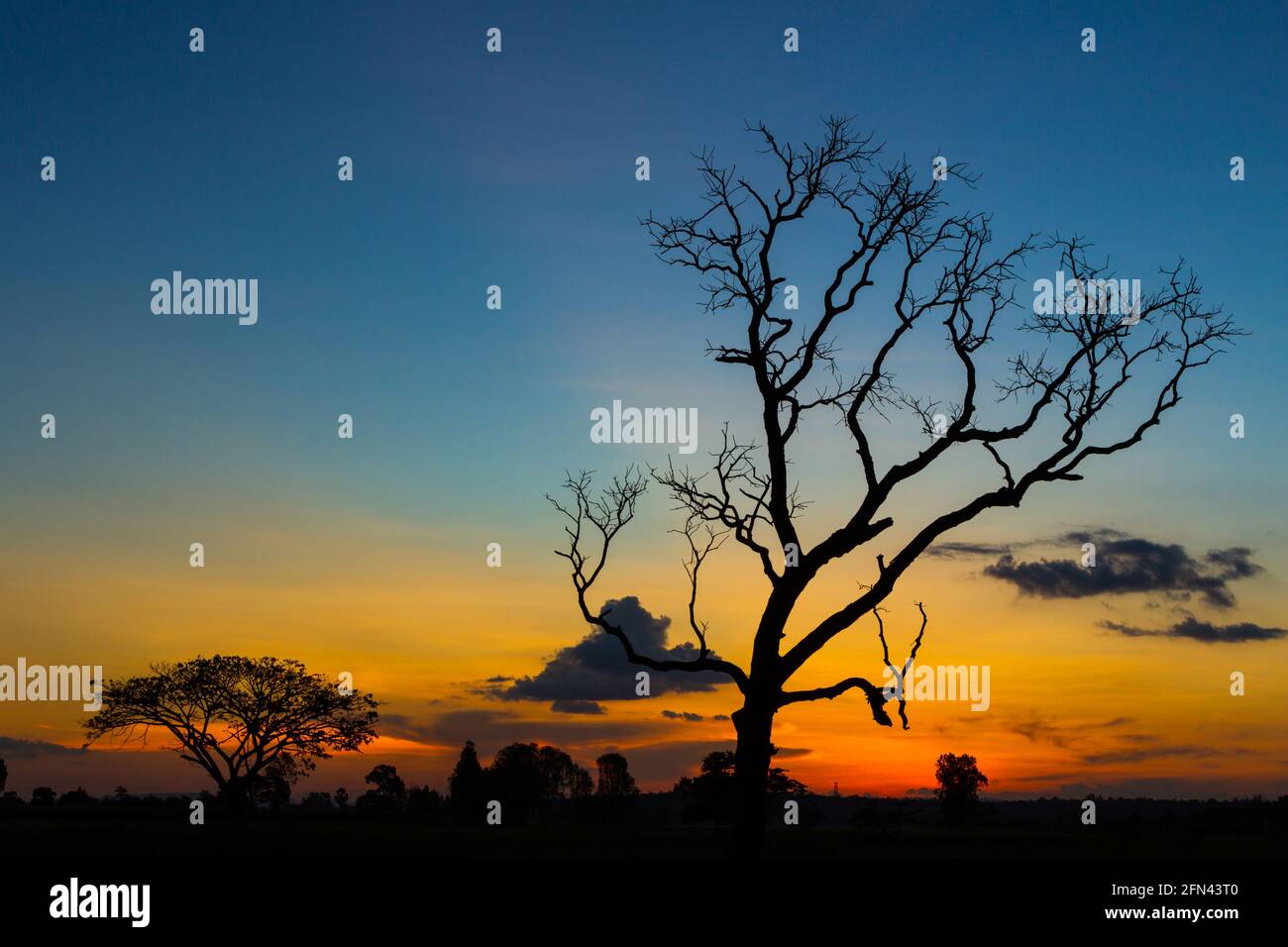 Big tree silhouette sunset sky background Stock Photo - Alamy