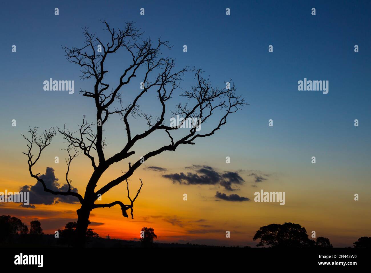 Big tree silhouette sunset sky background Stock Photo - Alamy