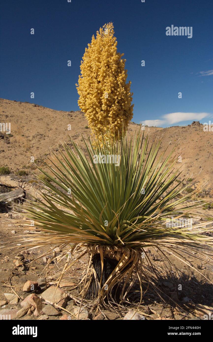 Uccas Tree Mojave yucca plant in Joshua Tree National Park in California in the ...