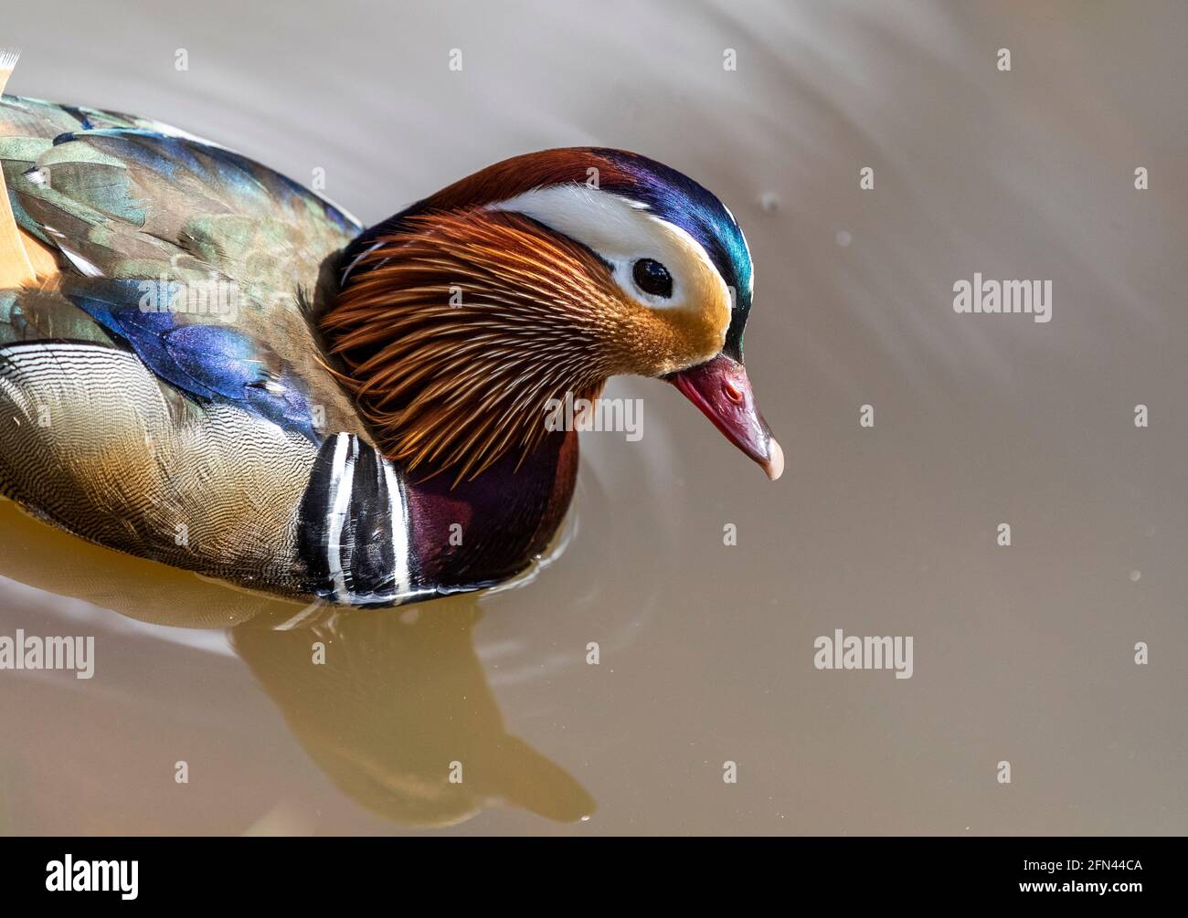 Male Mandarin duck. Speech House Woods and An introduced