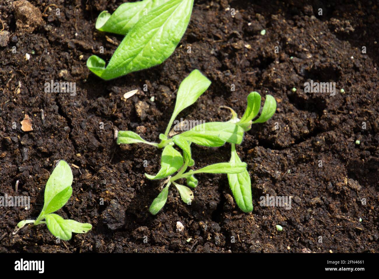 young and fresh hairy leaves of Echium vulgare plant in the spring Stock Photo