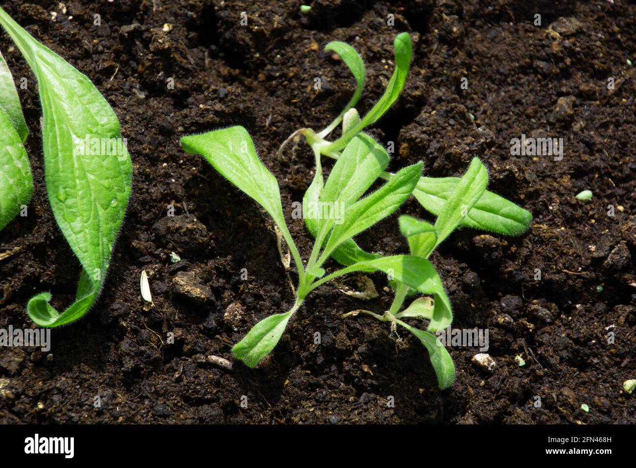 Echium planting green seedling small plant into spring soil Stock Photo