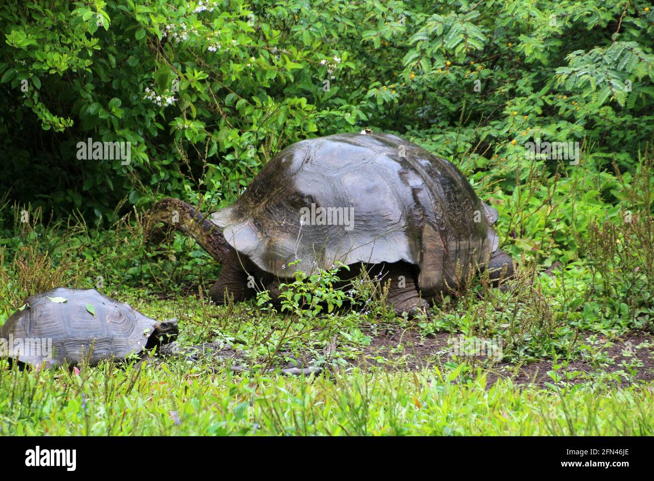 Giant tortoise in the El Chato Tortoise Reserve on Santa Cruz Island, Galapagos Islands, Ecuador Stock Photo