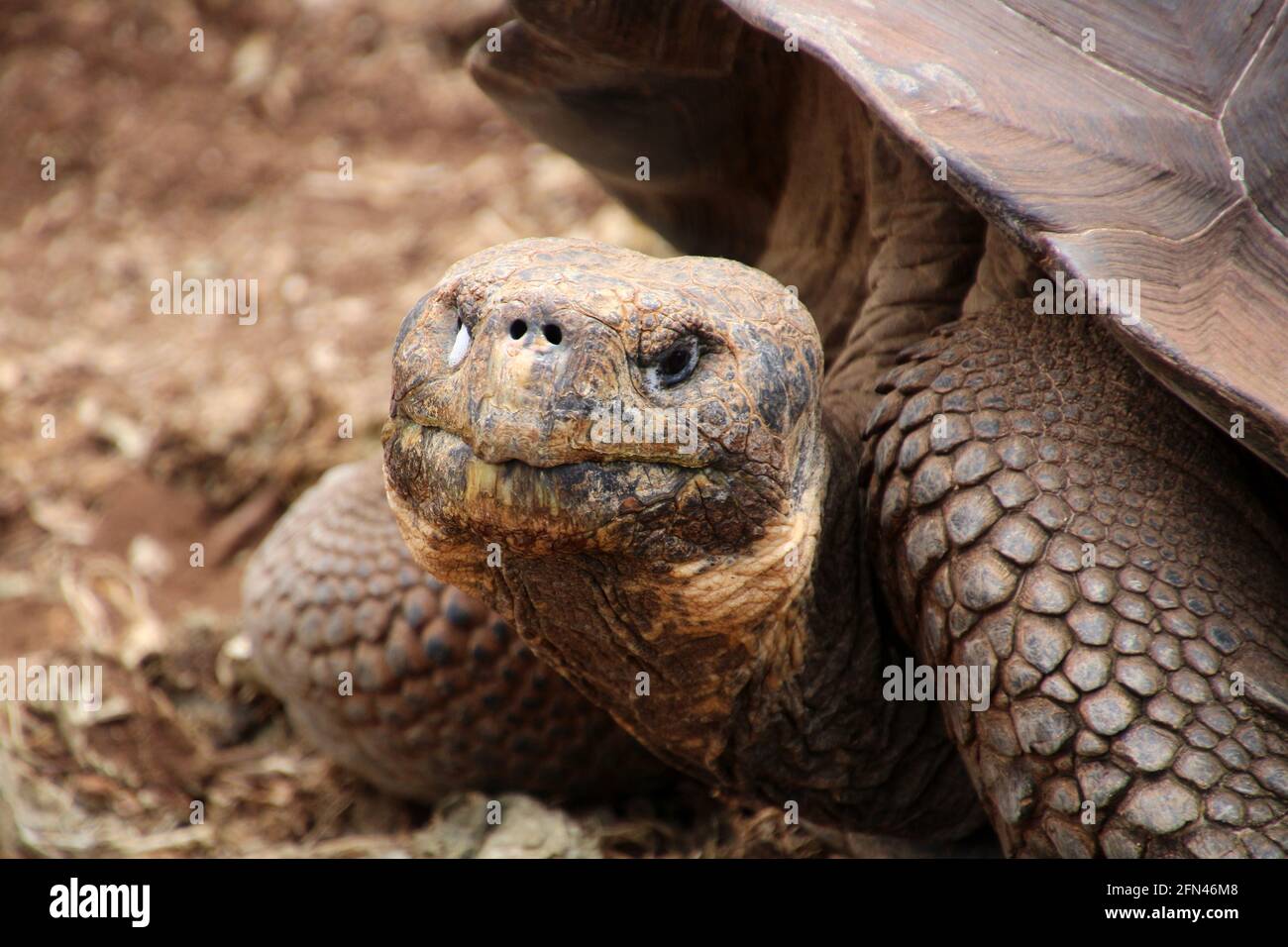 Giant tortoise at the Charles Darwin Foundation on the Galapagos Island of Santa Cruz, Ecuador, South America Stock Photo