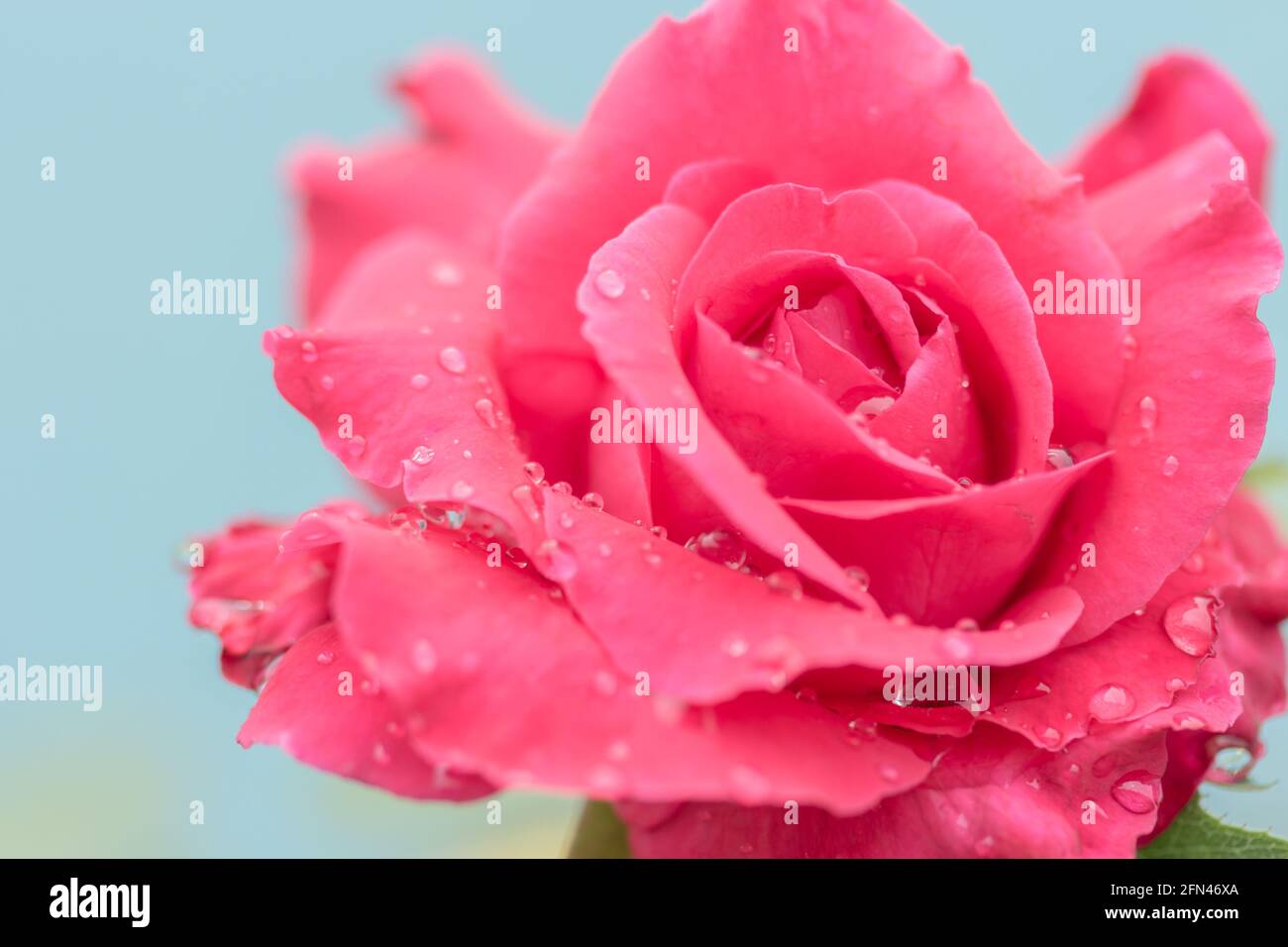fresh rose with water drops on white background Stock Photo - Alamy