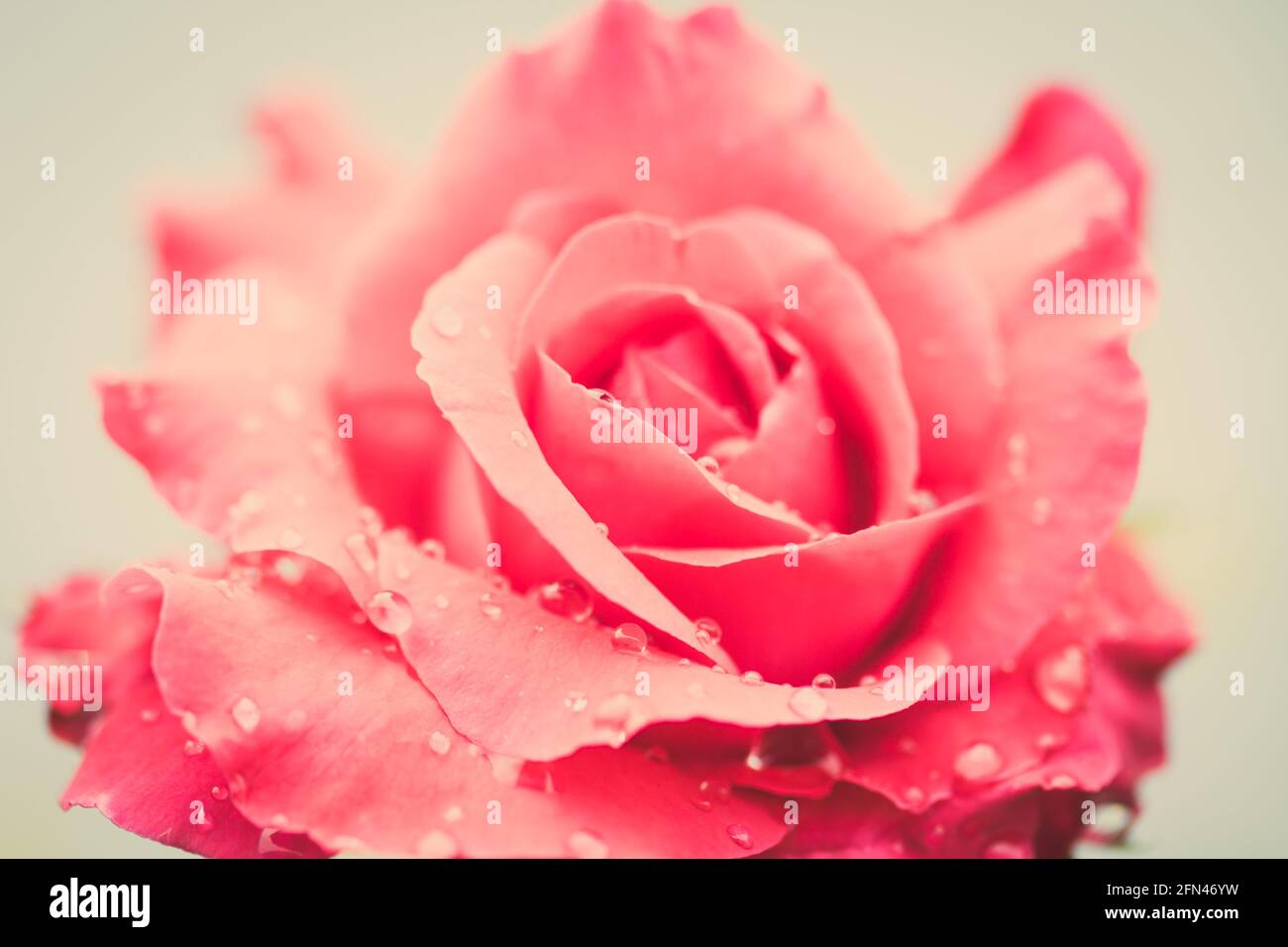 fresh rose with water drops on white background Stock Photo - Alamy
