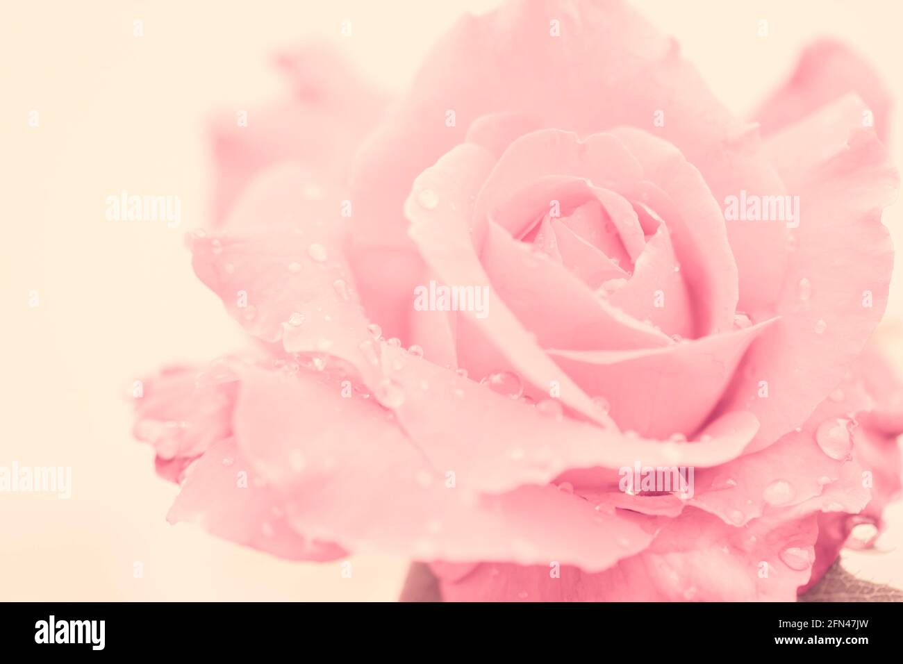fresh rose with water drops on white background Stock Photo - Alamy