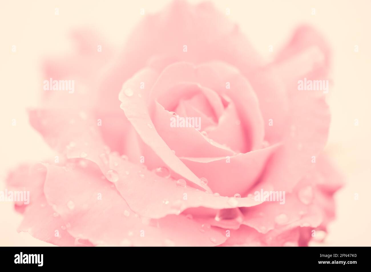 fresh rose with water drops on white background Stock Photo - Alamy