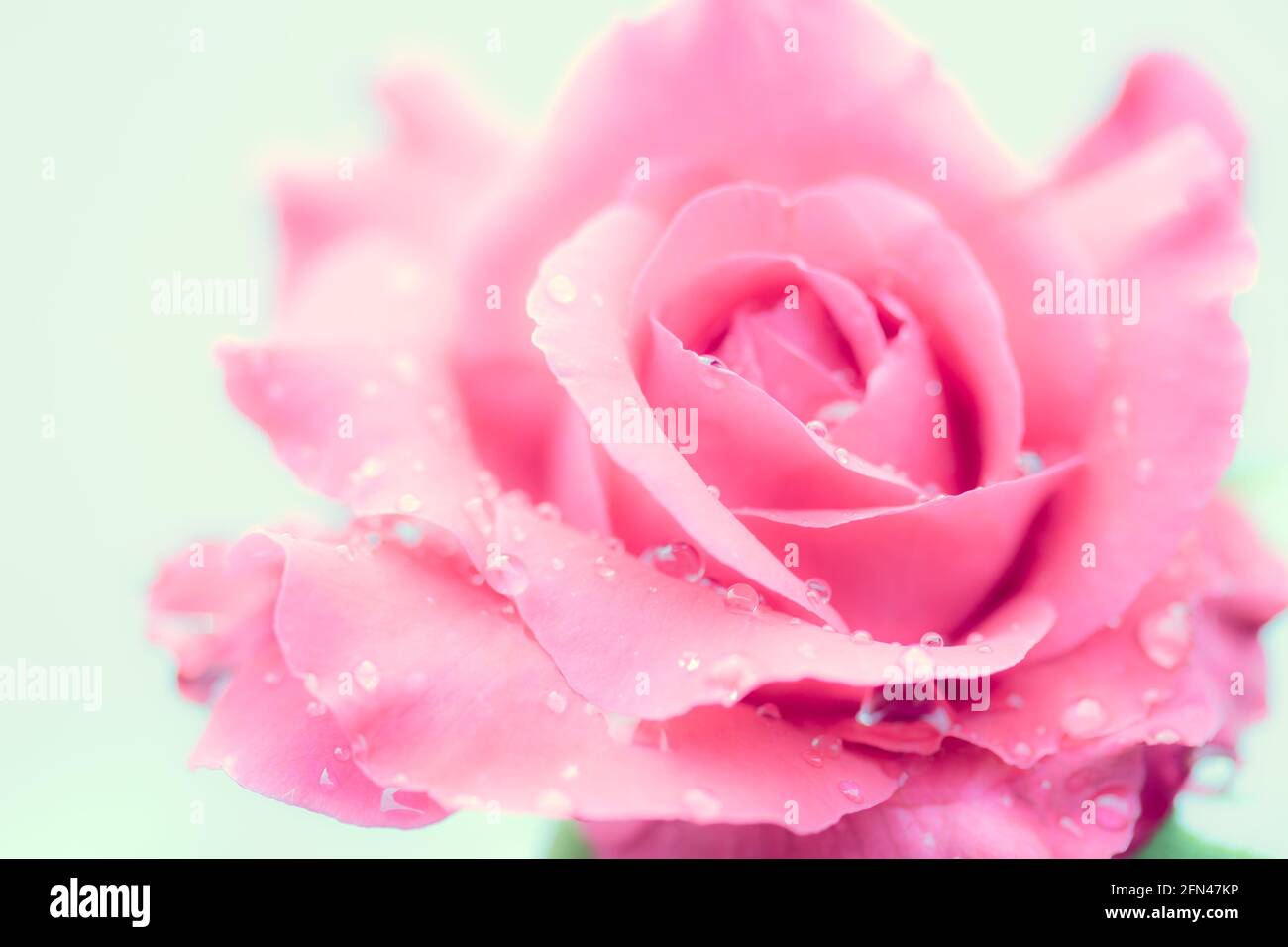 fresh rose with water drops on white background Stock Photo - Alamy