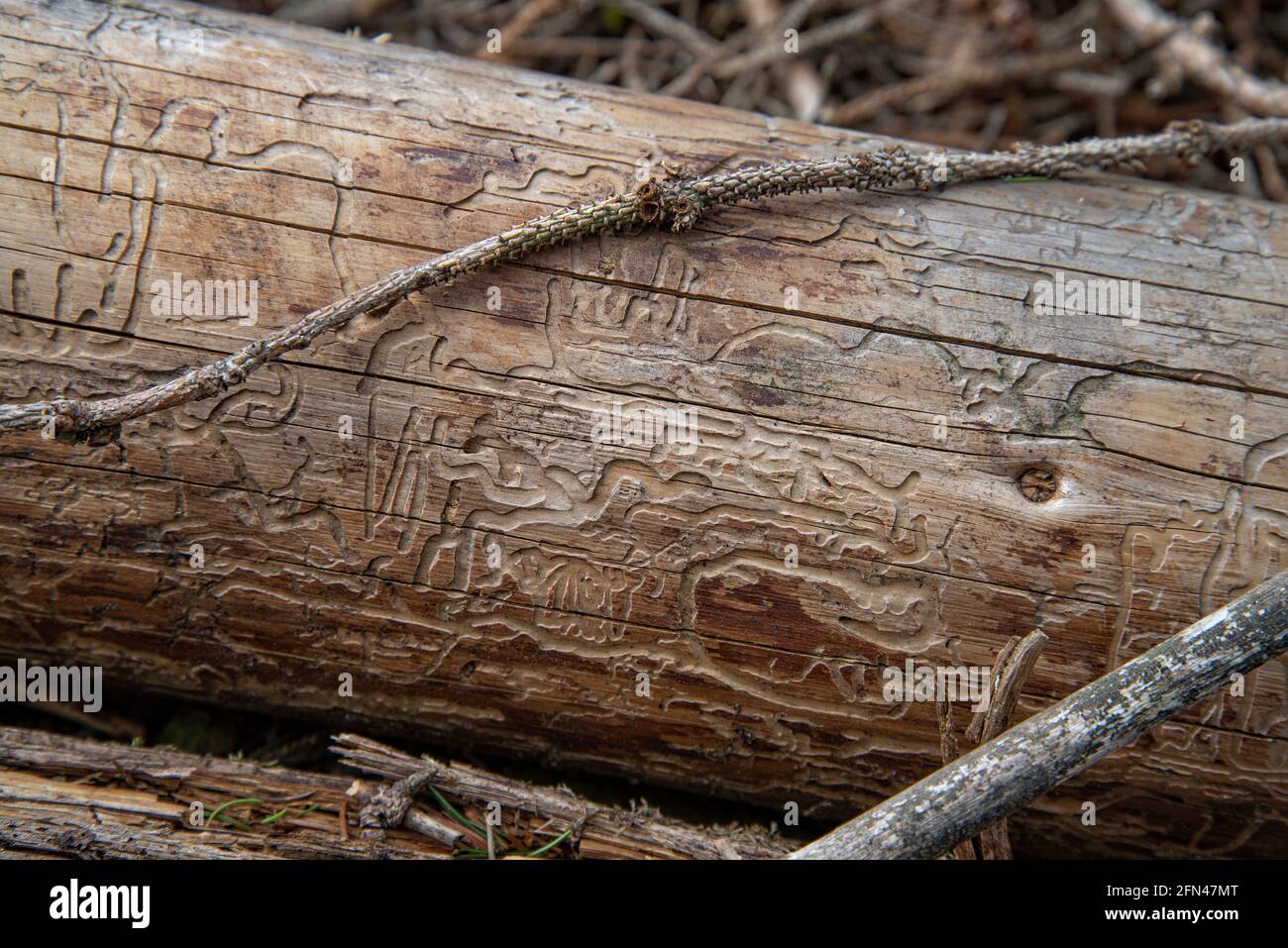 Traces of the bark beetle on the trunk of a felled tree Stock Photo