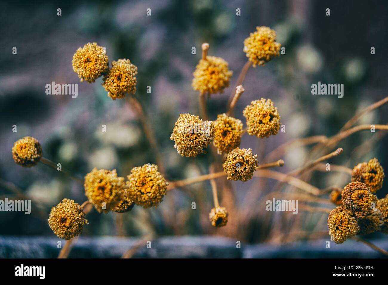 small, yellow, half-dried santolina flowers in a pot Stock Photo