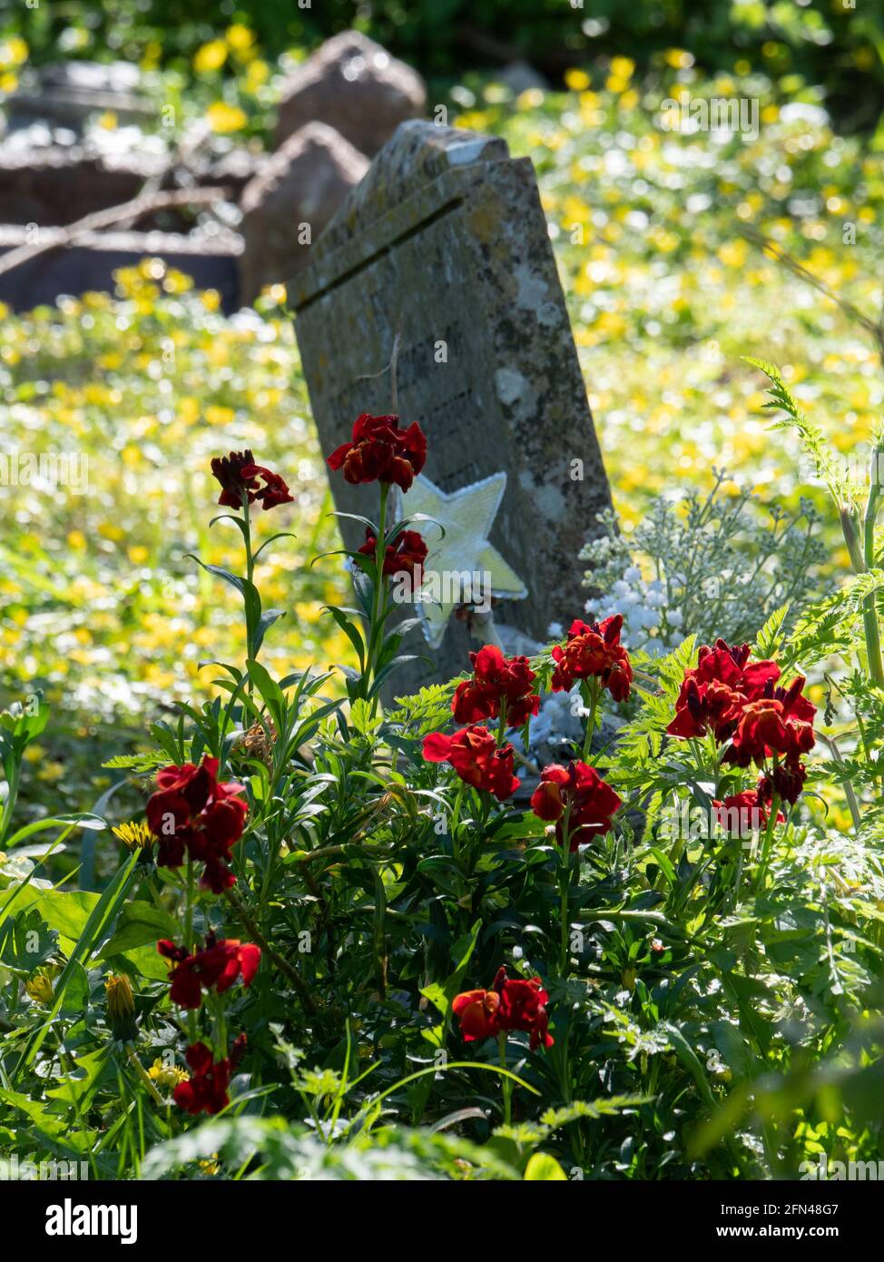 An angled headstone fronted by a yellow star and red bleeding heart flowers. Stock Photo