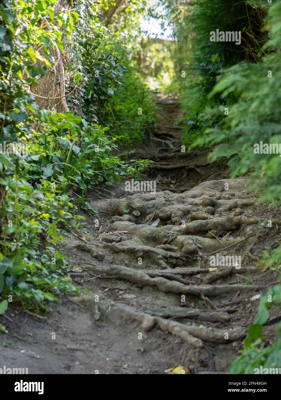 A shady, uphill footpath with tree roots acting as steps in Dilton Marsh, Wiltshire, England, UK. Stock Photo