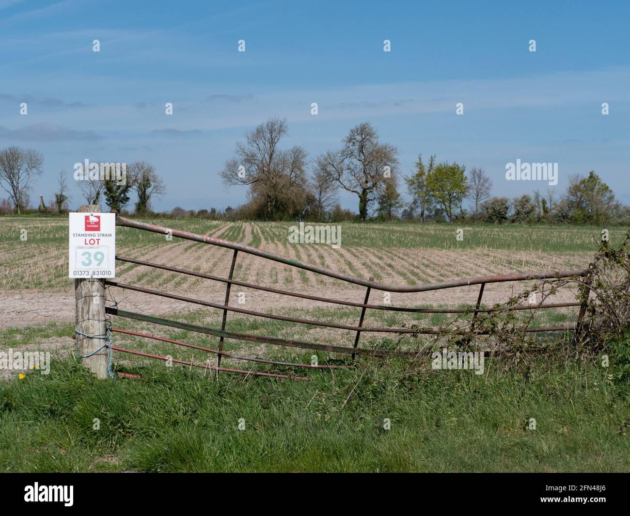 An arable field up for auction with details of the auctioneer displayed on a damaged metal gate in Upton Scudamore, Wiltshire, England, UK. Stock Photo