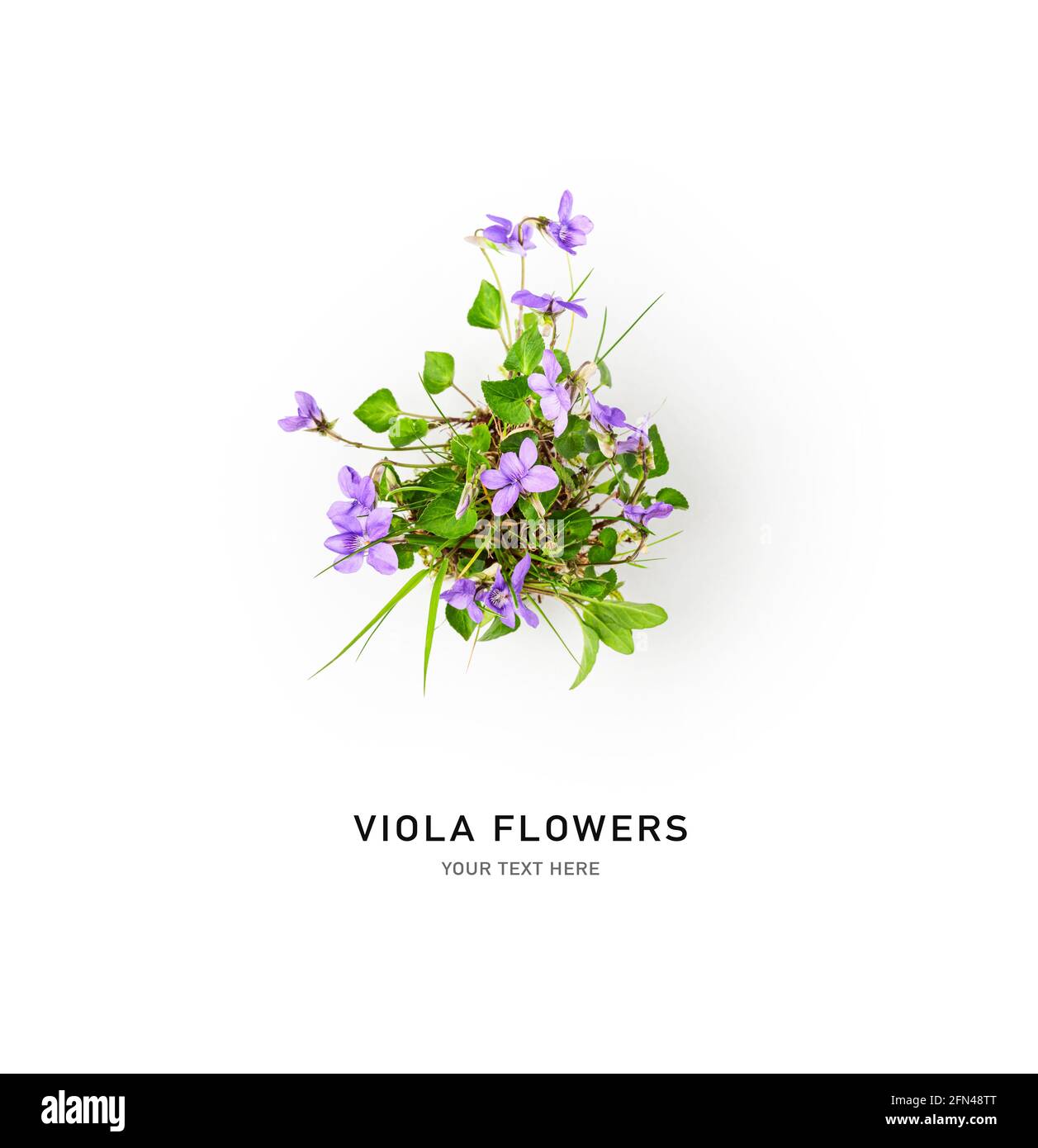 Viola flower creative composition. Dog violet or viola riviniana flowers with leaves on white background. Floral arrangement, design element. Springti Stock Photo