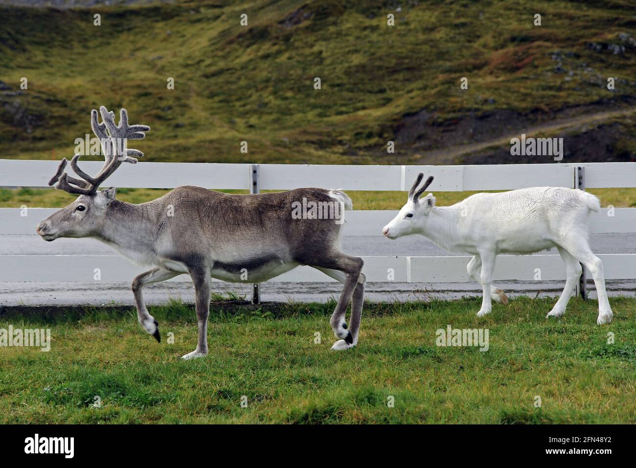 Reindeer mom and her son are walking near the fence. Country scene in northern norway. Cute baby white reindeer follows his mom. Stock Photo
