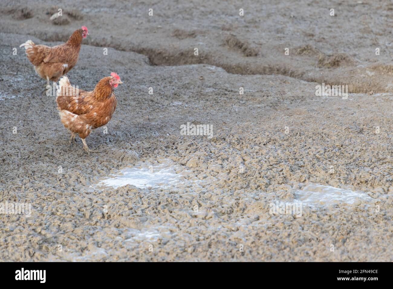 Brown chickens live outdoors at bio poultry farm dirt mud. Rural