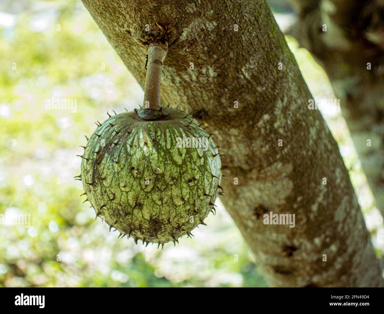 Guyabano Tree High Resolution Stock Photography And Images Alamy Guyabano Tree High Resolution Stock Photography And Images Alamy