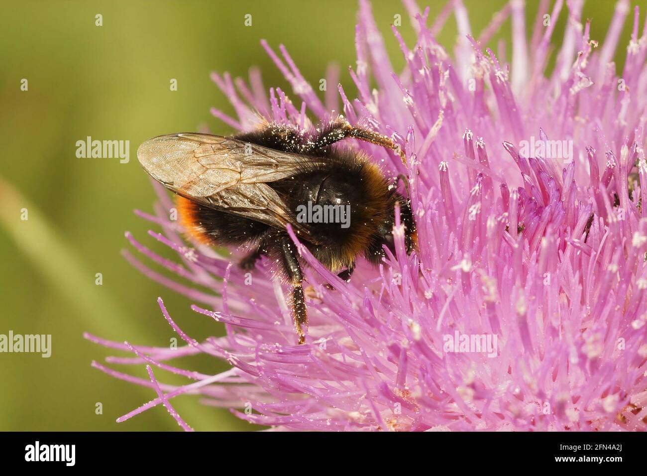 Closeup of a Bombus campestris cuckoo bumblebee on a flower Stock Photo