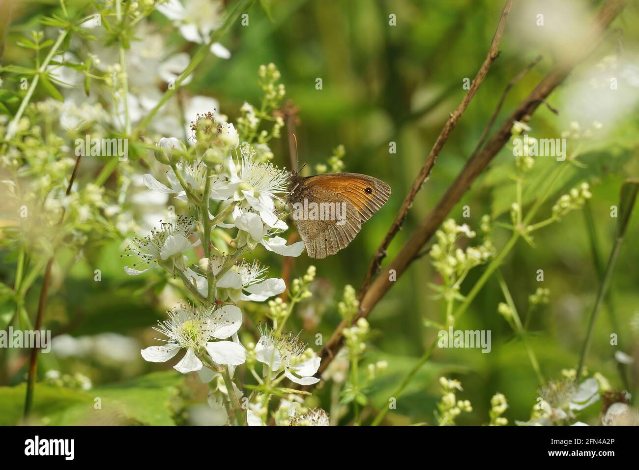 Closeup of a Meadow brown brush-footed butterfly on a flower Stock Photo