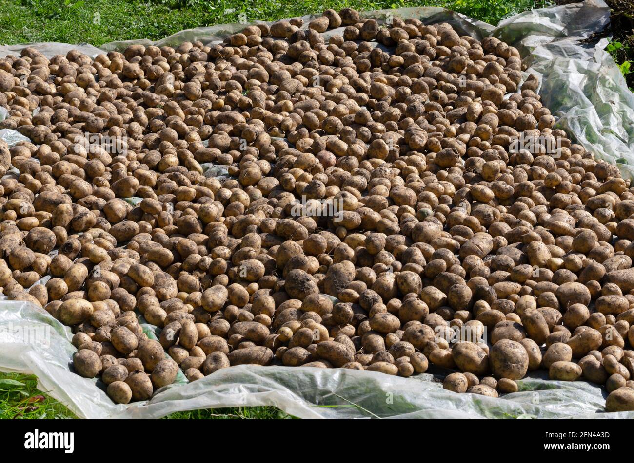 Excavated potatoes are placed in a large pile on plastic wrap and dried in the sun Stock Photo