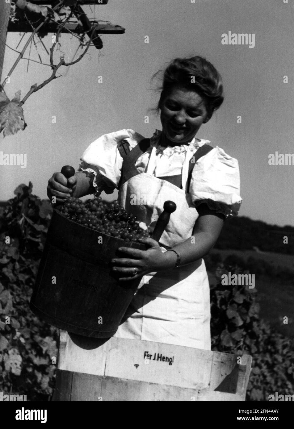 agriculture, harvest, grape gathering, 1930s / 1940s, ADDITIONAL-RIGHTS-CLEARANCE-INFO-NOT-AVAILABLE Stock Photo