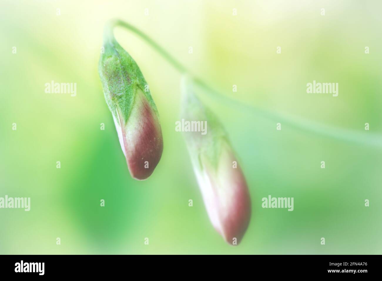 First buds on wild growing sweet pea plant. Narrow depth of field and blurry spring background. Stock Photo