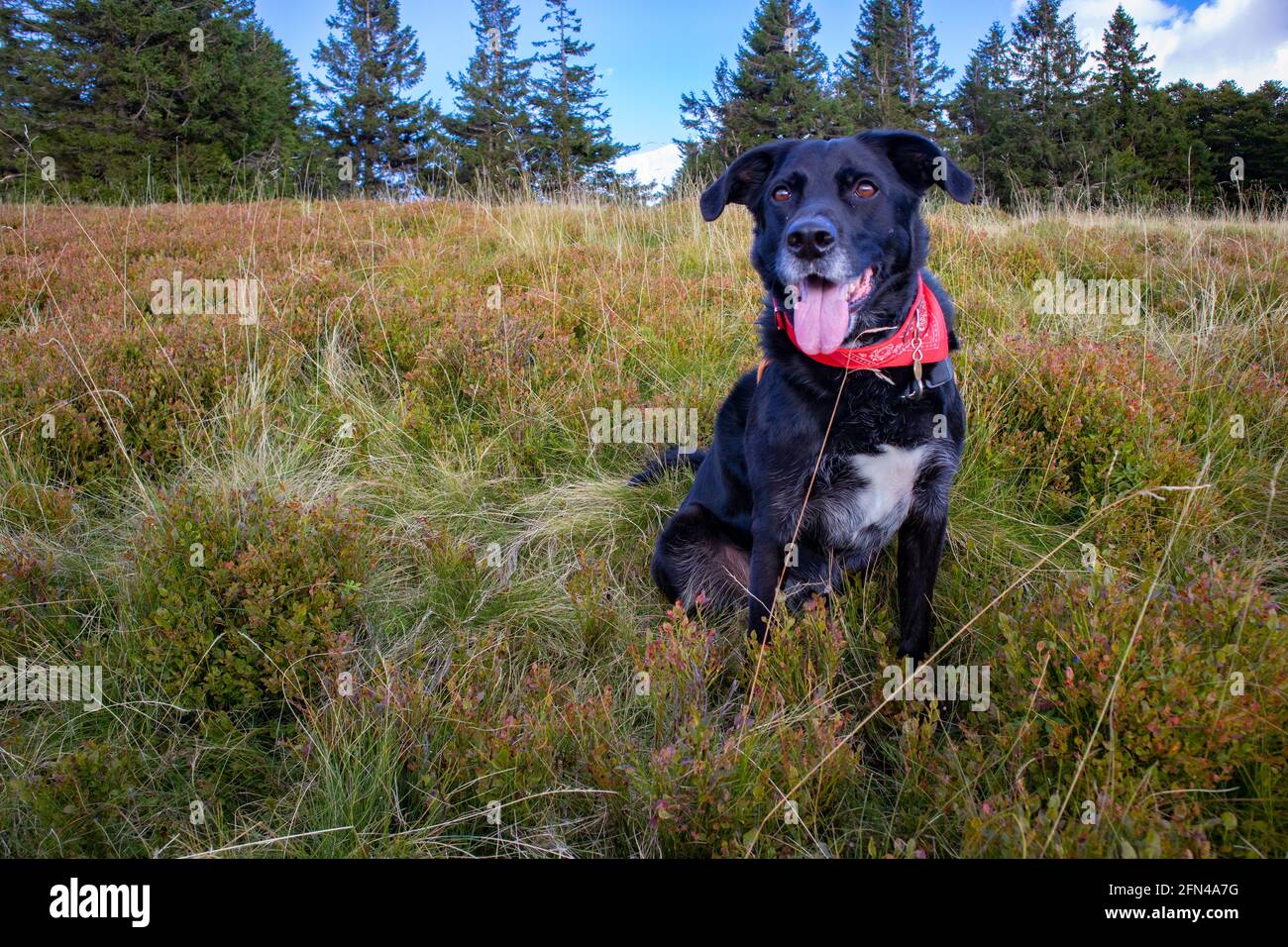 Happy black dog in a green field in the mountain Stock Photo - Alamy