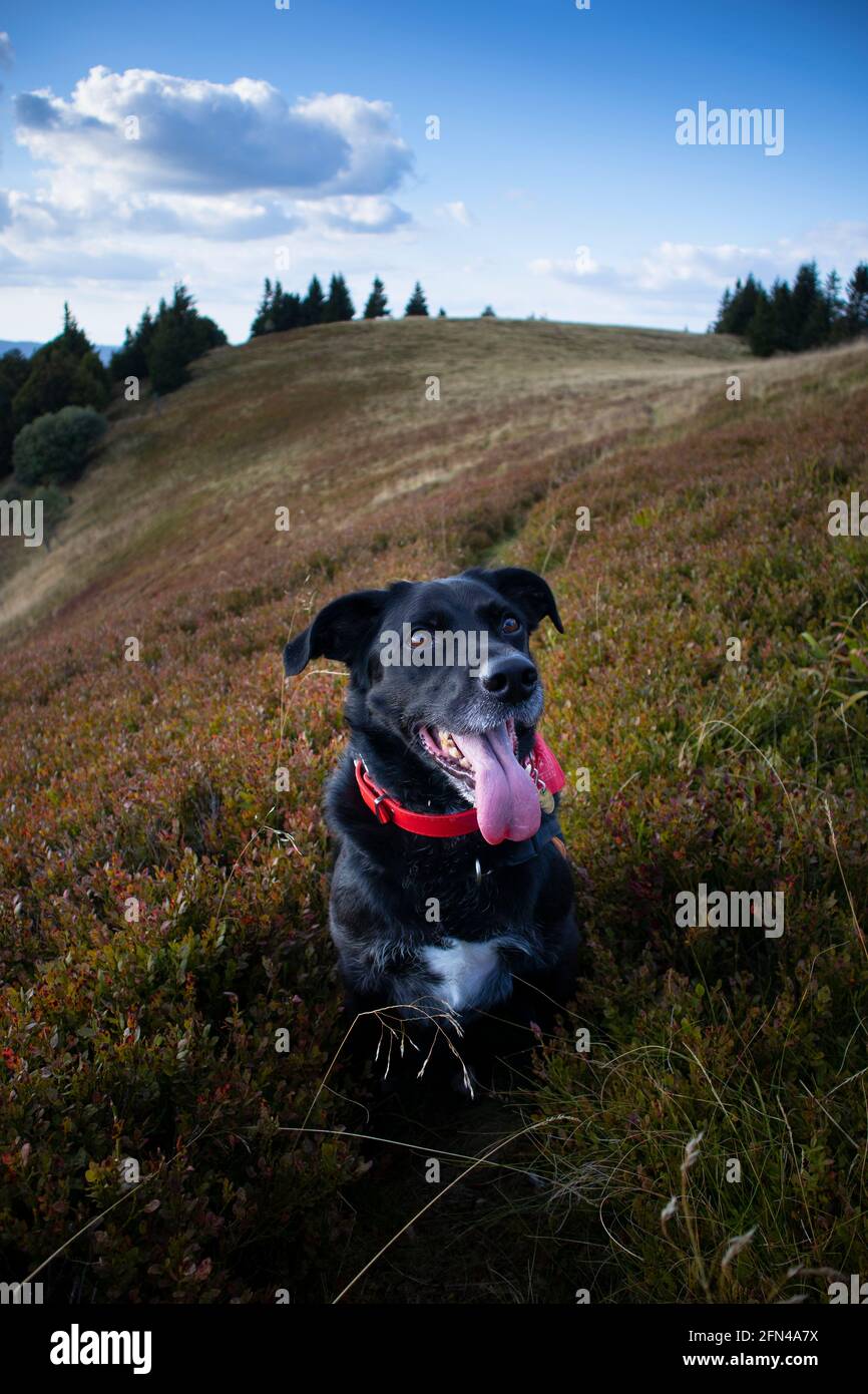 Happy black dog in a green field in the mountain Stock Photo - Alamy