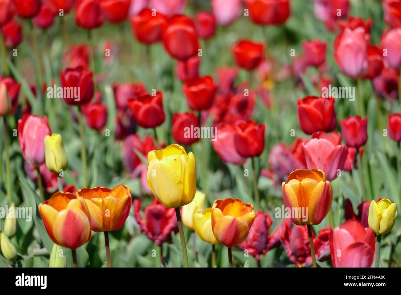 bunt blühendeTulpen,  (Tulipa), Blumenbeet, Deutschland Stock Photo