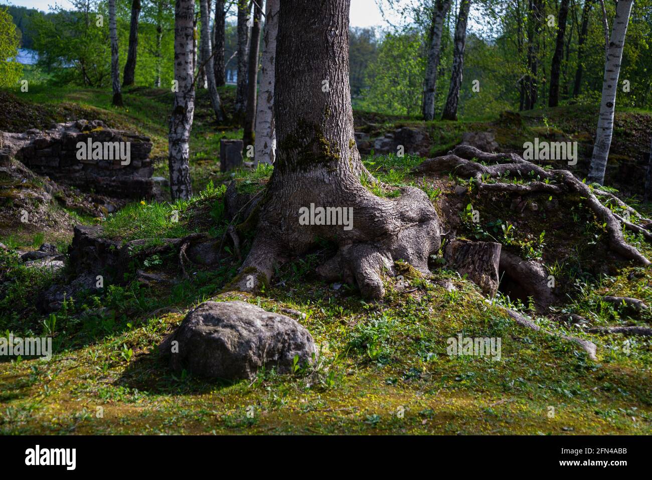 Close-up of a huge tree root with a boulder next to it and green grass. Stock Photo