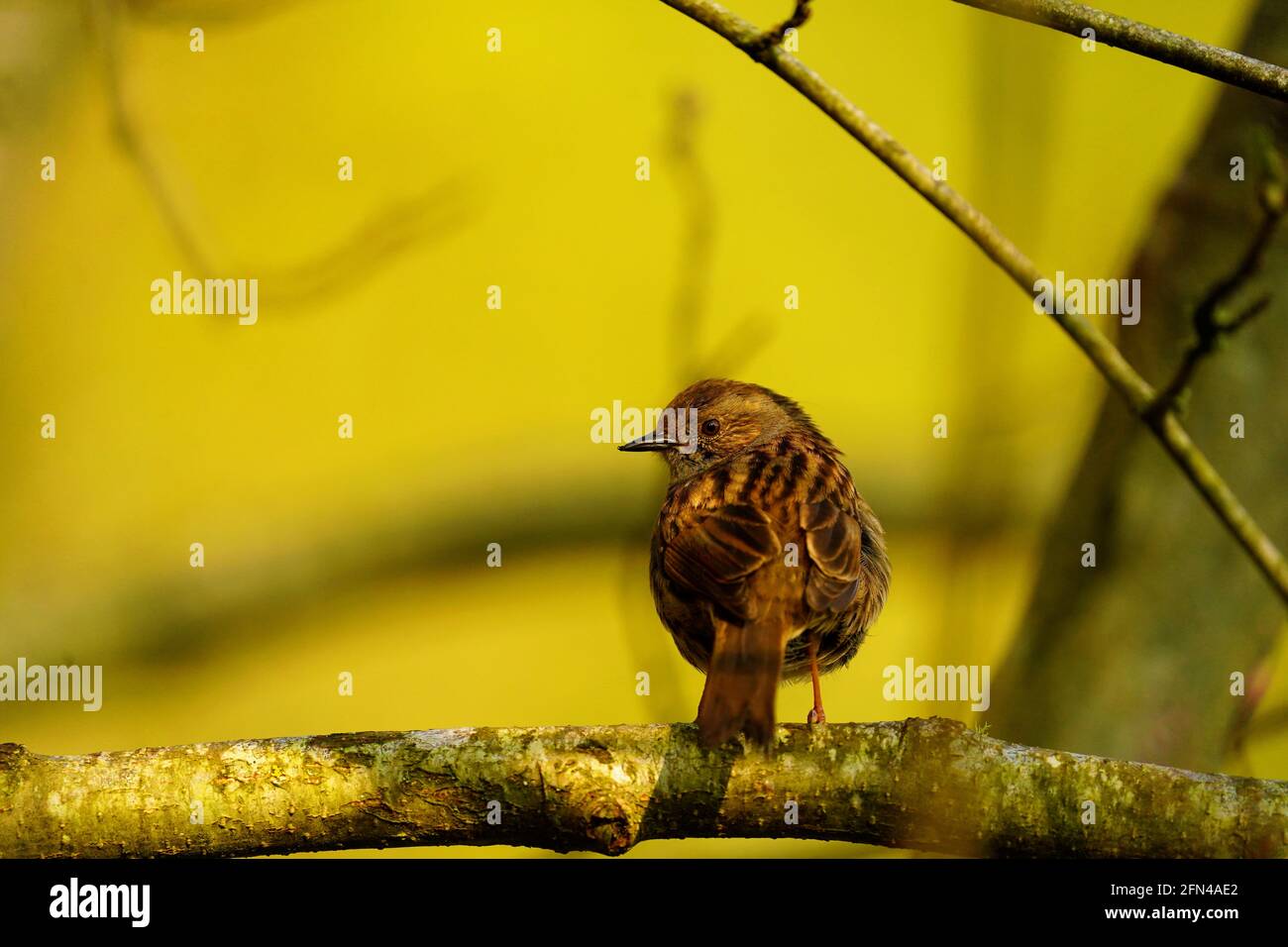 Mandarin duck nest box hires stock photography and images Alamy