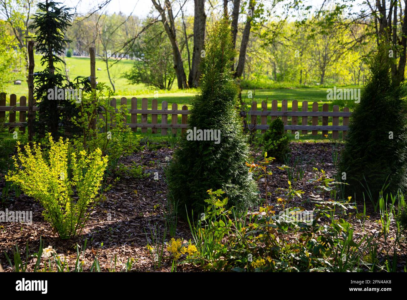 Landscape garden with wood chips scattered wave with green evergreen thuja bushes and green lawn on a sunny summer day. Stock Photo