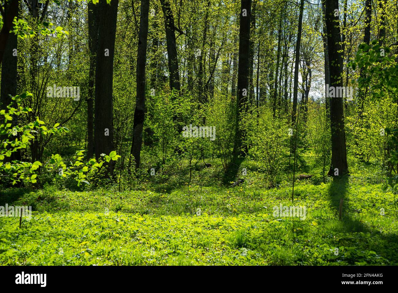 The green forest is sunlit in summer. Panorama showing the forest in spring with green tree leaves shining in the beautiful evening sun. Stock Photo