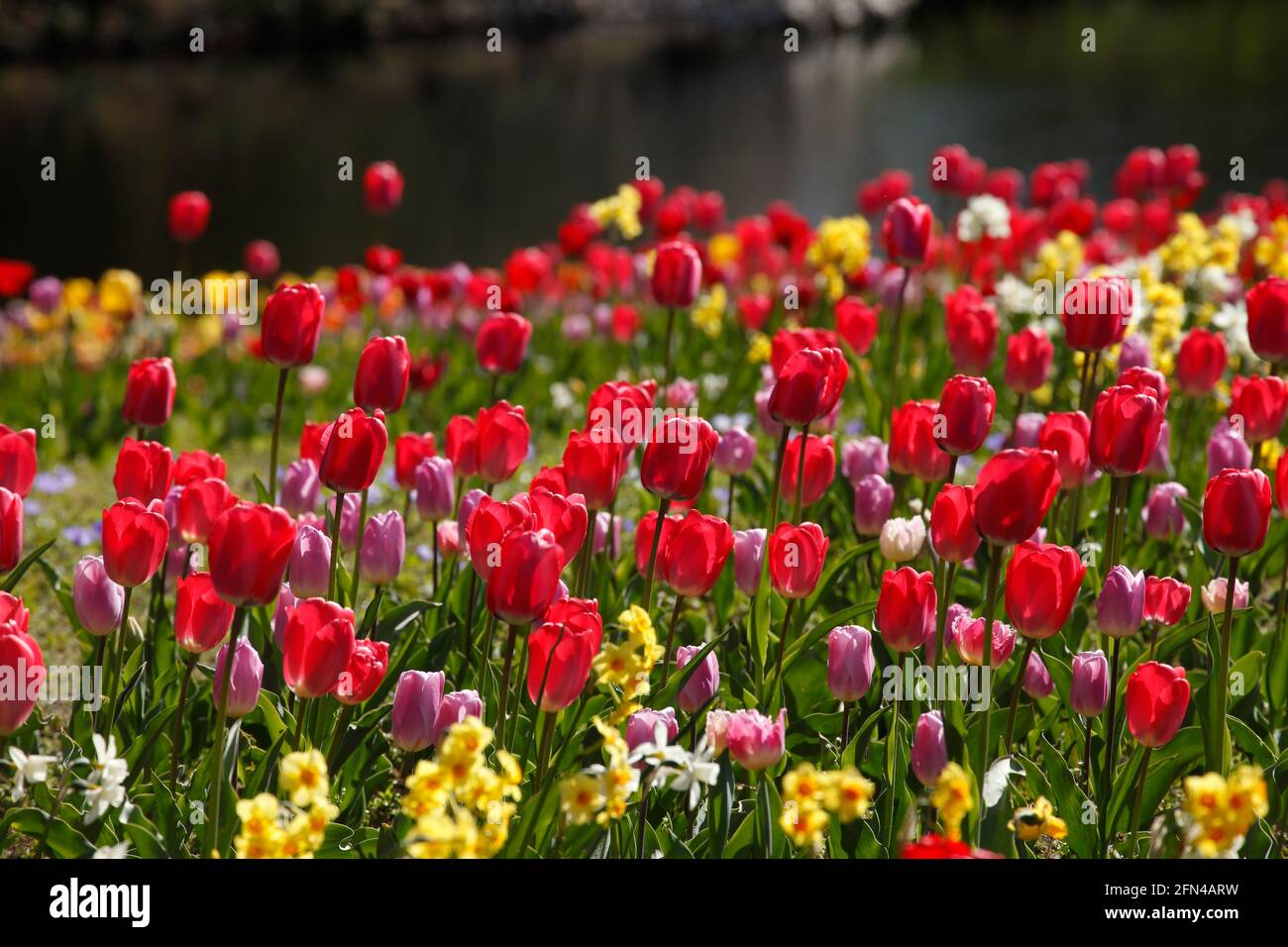 bunt blühendeTulpen,  (Tulipa), Blumenbeet an einem Gewässer,  Deutschland Stock Photo