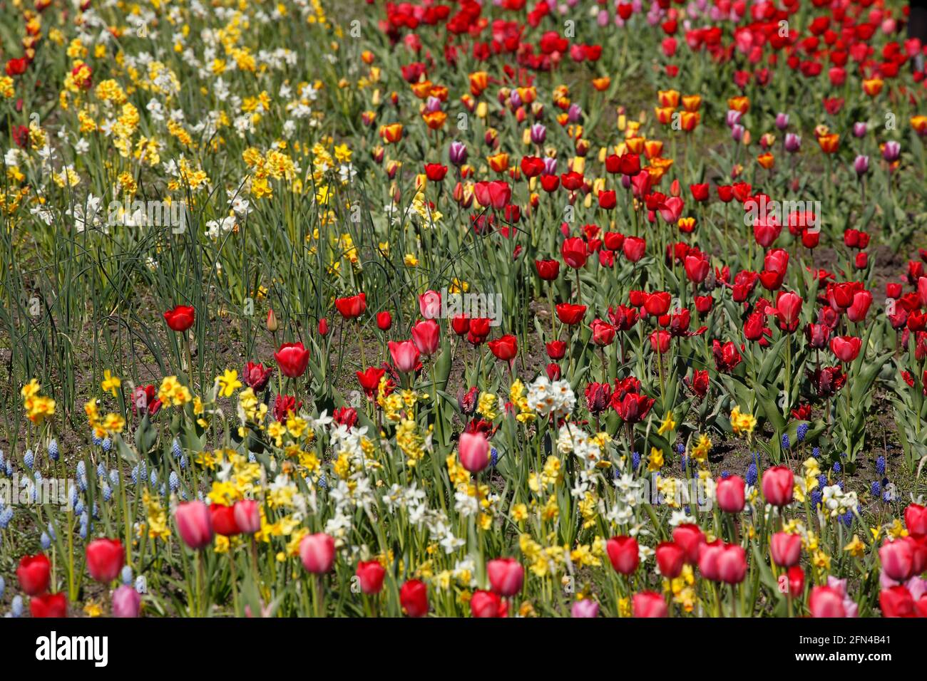 bunt blühendeTulpen,  (Tulipa), Blumenbeet, Deutschland Stock Photo