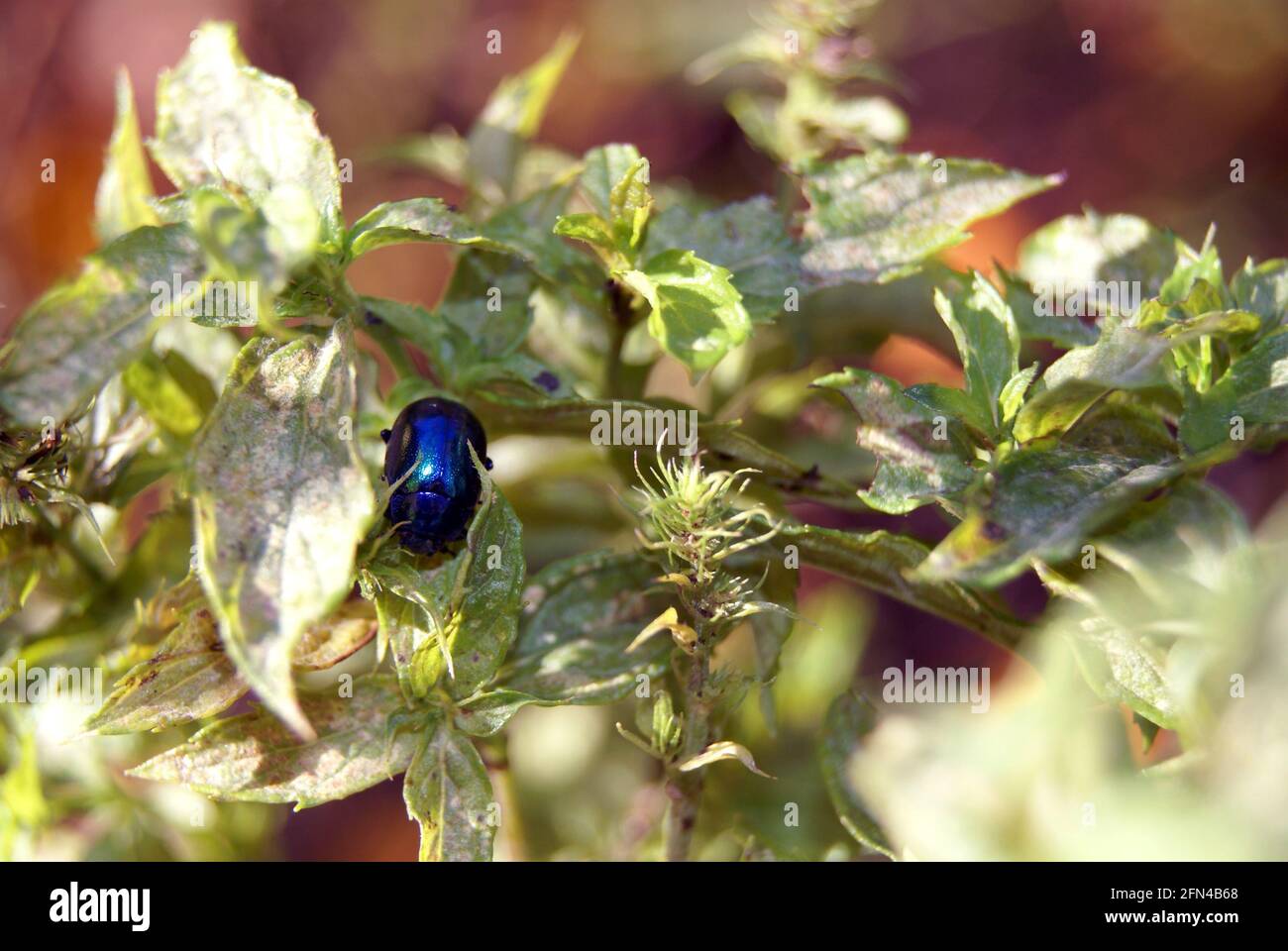 Gorgeous blue beetle rests among the leaves. Shiny insect lives in its habitat. Nature and natural beauty. Stock Photo