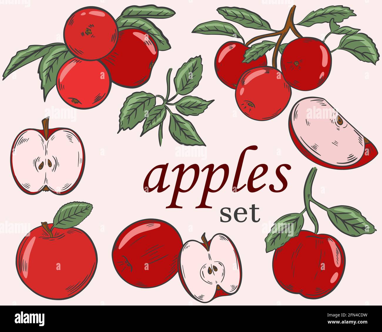 Apples set, vector. The apple is red. Whole halves and pieces of fruit on a branch. Grow food. Hand drawing. Sketch. Stock Vector