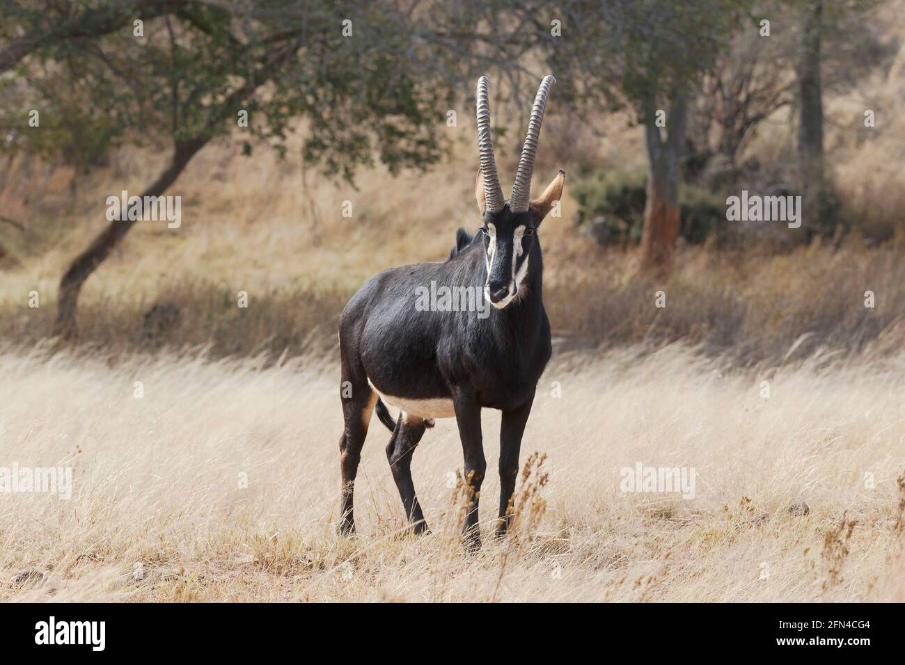 Giant Sable Antelope (Hippotragus niger variani) stands in grass. Angola Stock Photo