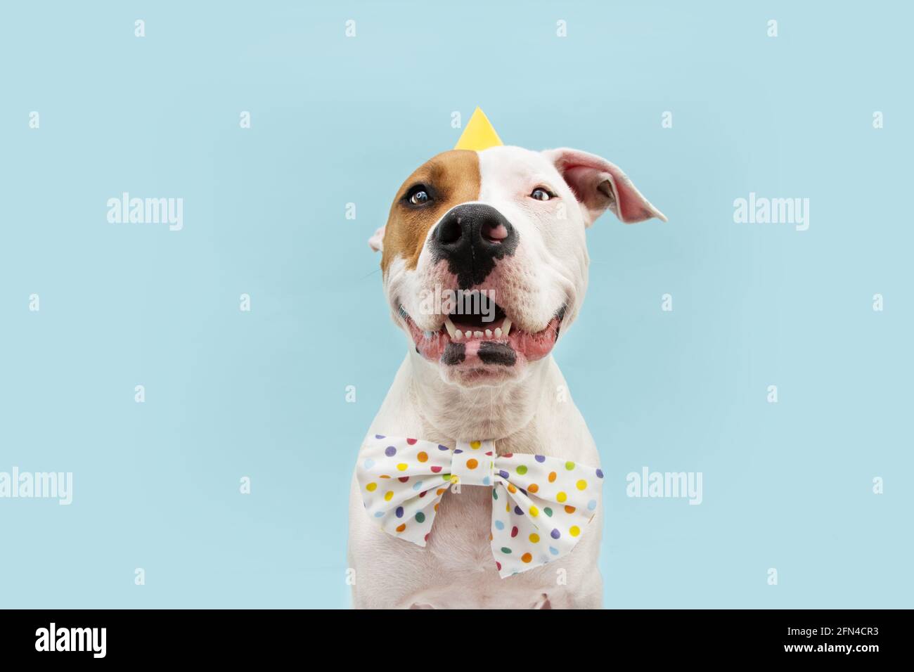 Happy American staffordshire  dog celebrating birthday or carnival wearing party hat and bowtie. Isolated on blue colored background. Stock Photo